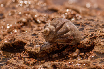 Sea shell on the shore of Black Sea
