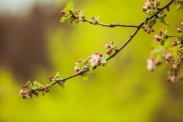 Branches of apple tree 