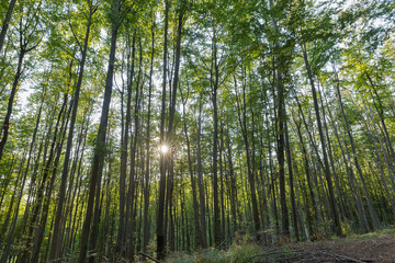 The sun shines through the crown of the forest.