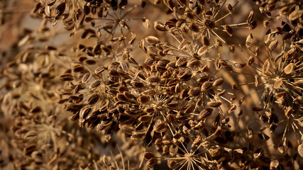dried fennel seeds macro focus