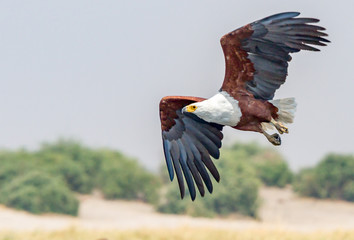 African Eagle in Flight