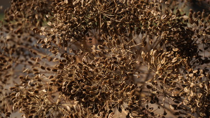 dried fennel seeds macro focus