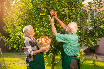 Man and woman picking apples. Lady holding basket near tree. Our rich harvest.