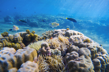 Undersea landscape with tropical fishes. Diverse fishes between corals and sea plants.