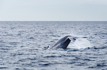 Balaenoptera musculus - blue whale