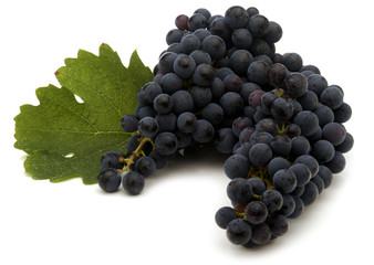 Vitis vinifera Σταφύλι Uva Raisin Grapes Vino Wine Weintraube Vini Wines Druiwe Vinstok  Vigneto Vineyard Grape