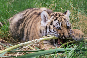 kleiner Amur Tigerspielt mit Gras