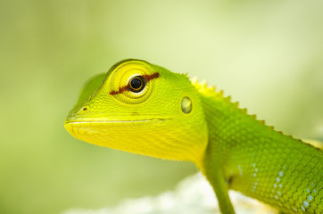Calotes versicolor - oriental garden lizard