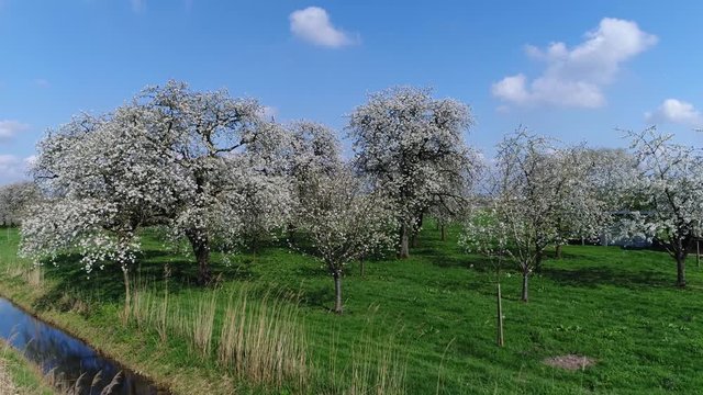 Aerial bird view arriving at orchard with cherry trees with beautiful white blossom and below showing green grass field amazing crisp white foliage flowers growing before cherries beautiful day 4k