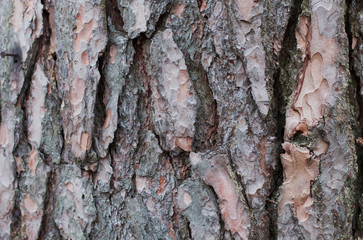 Texture of tree bark brown bumps and cracks in sunlight close-up