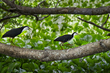 Amaurornis phoenicurus - white-breasted waterhen