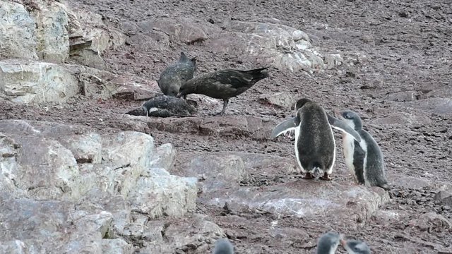 Skuas killing and eating living baby penguin