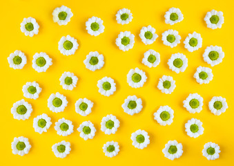 White camomile flowers on yellow background - Spring creative pattern, flat lay, top view. Flowers composition.