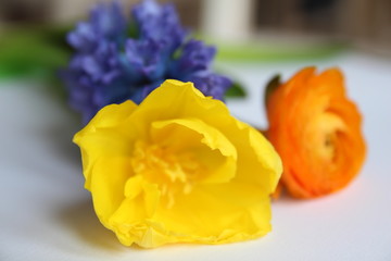 Fototapeta na wymiar Bouquet of color spring flowers. Ranunculus (buttercups). Tulip. Hyacinth