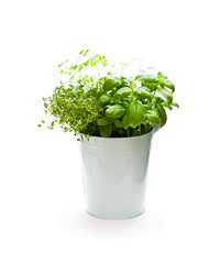 Home  grown herbs in metal bucket isolated on white background