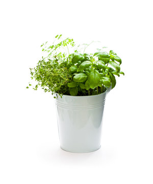 Home  grown herbs in metal bucket isolated on white background