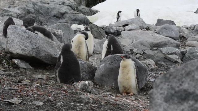 Gentoo Penguin chiks on the rocks