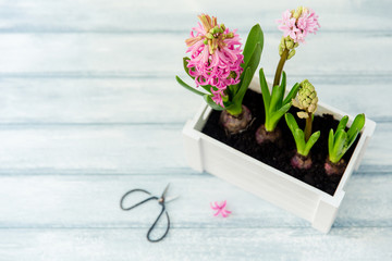 Hyacinth flowers. Spring or summer background 