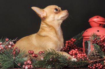 Chihuahua and Christmas branches with berries