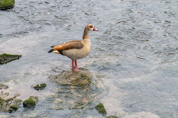 image of wild duck on the river
