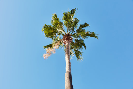 Single palm tree under blue sky