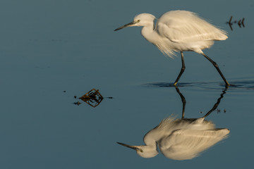 little egret