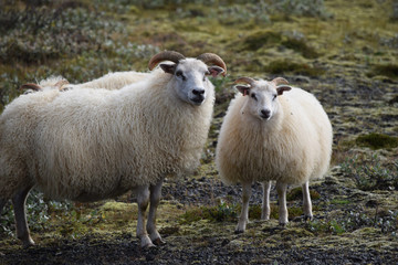 Naklejka na ściany i meble Icelandic sheep