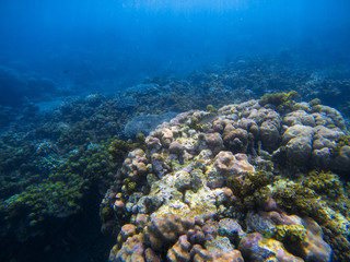 Underwater landscape with big round coral. Tropical seashore underwater photo.