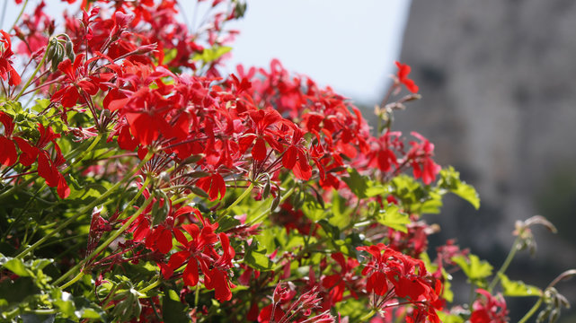 Close view of a colorful geranium bush