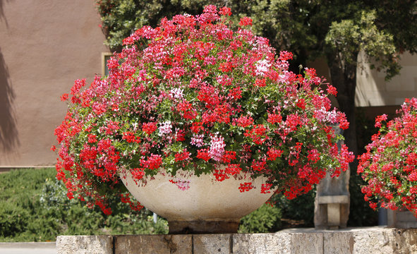 View of a large decorative pot with red geranium flowers