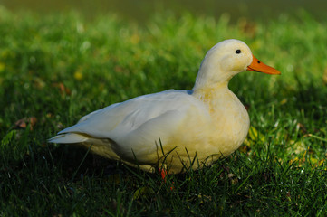 Domestic goose