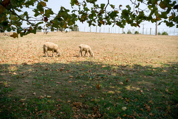 Sheep graze on grassy hillside on Marthas Vineyard