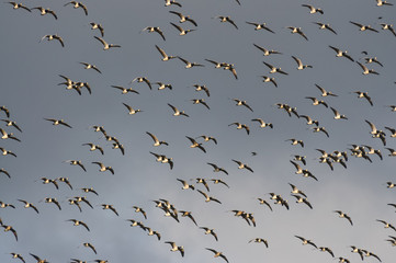 Barnacle goose