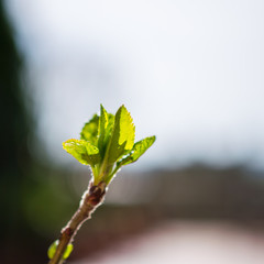 Aufgegangene Knospe im Frühling