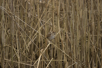 Male Reed Bunting in Reeds