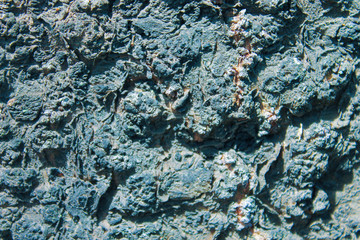 Rustic Stuccoed Wall