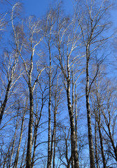 Fototapeta na wymiar Birch grove in spring, beautiful vertical landscape