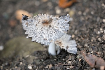 White mushroom in the forest