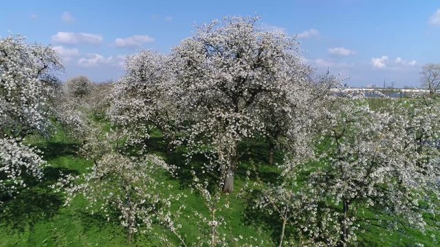 Aerial bird-eye view moving close to cherry blossom crown of cherry tree beautiful white blossom and below showing green grass field amazing crisp white foliage flowers growing before cherries 4k