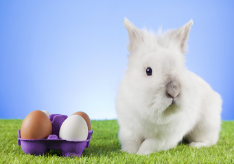 White Easter Bunny sitting in green grass with  box of  ester eggs around