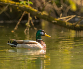 Fototapeta premium Anas platyrhynchos - Pato Real in Ave River, Pontão Leisure Park, Póvoa de Lanhoso, Minho, Portugal.