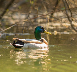 Anas platyrhynchos - Pato Real in Ave River, Pontão Leisure Park, Póvoa de Lanhoso, Minho, Portugal.