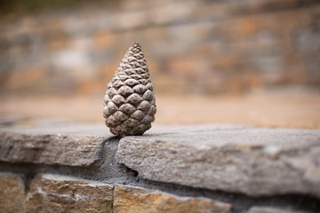 Close up on upright tree cone on flagstone