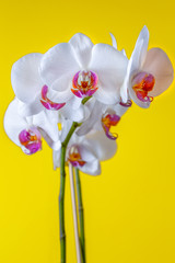 Blooming white orchid on a yellow background