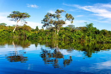 Amazon Rainforest Reflection