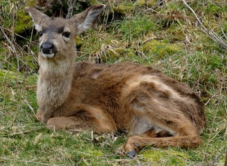 Rothirsch Kalb