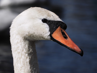 Swan head close up