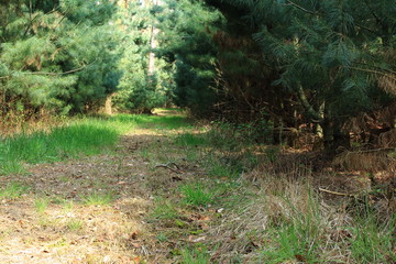 Waldweg mit Licht und Schatten