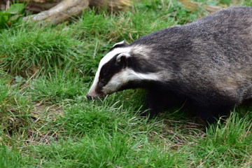Badger