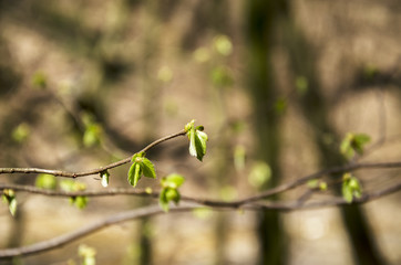 Green young leaves and buds on a branch of a tree